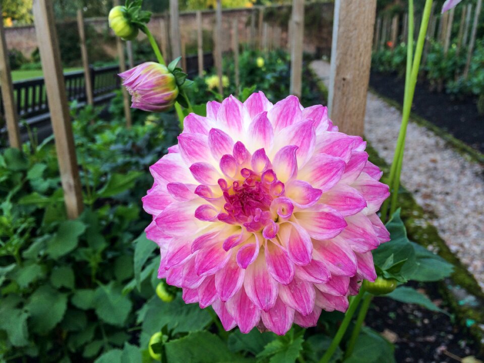 Nature summer flowers