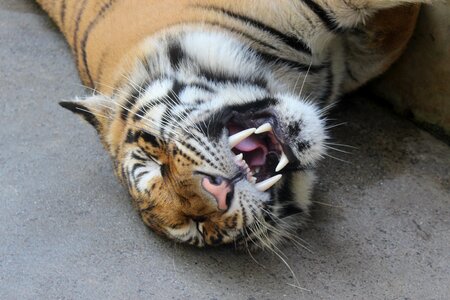 Wildlife portrait tiger photo