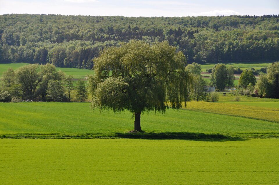 Nature grass meadow