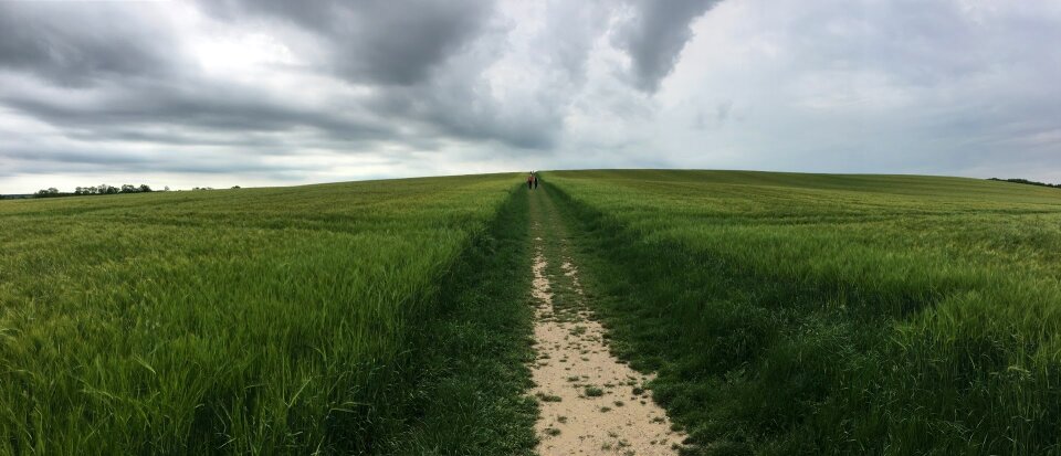 Grass outdoors photo