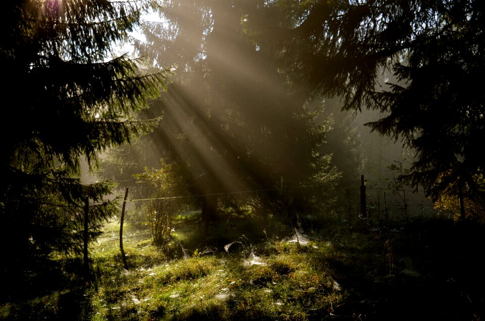 Wood landscape fog