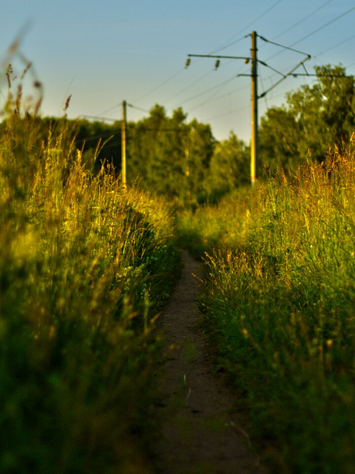 No one landscape plant