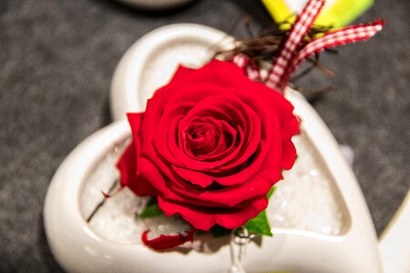Bloom red romantic
