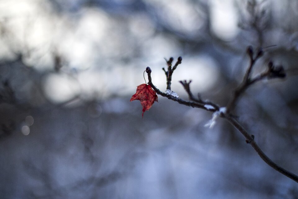 Cold frost ice photo