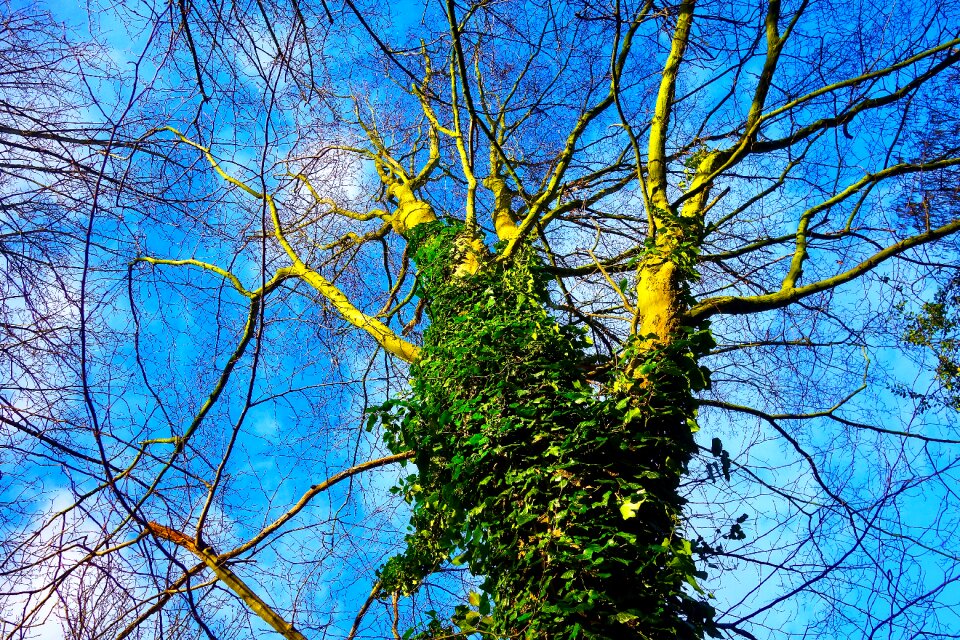 Ivy grown foliage rising up