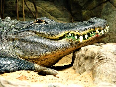 Nature the animal kingdom the teeth of the