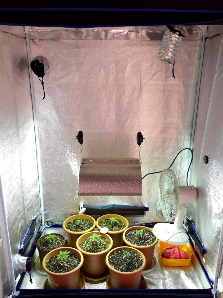 Cannabis apartment indoor growing