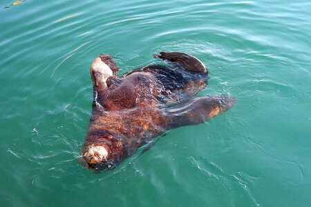 Swim sea nature photo