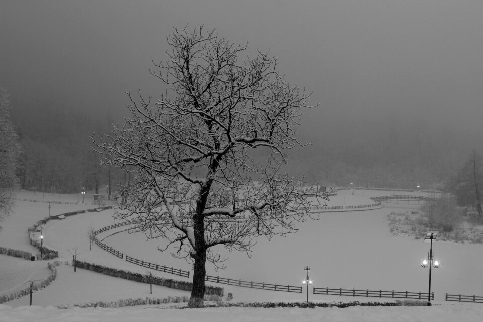 Fog snow nature