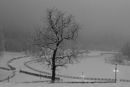 Fog snow nature photo