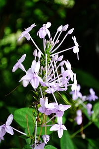 Garden flowers small flowers sri lanka photo