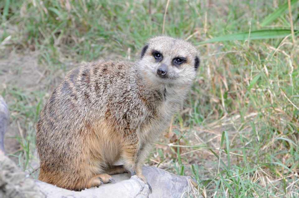 Nature cute meerkat