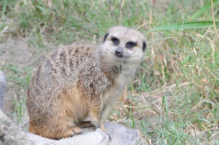 Nature cute meerkat