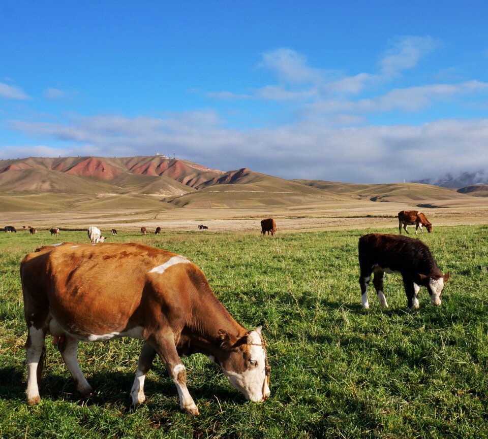 Livestock agriculture hay to