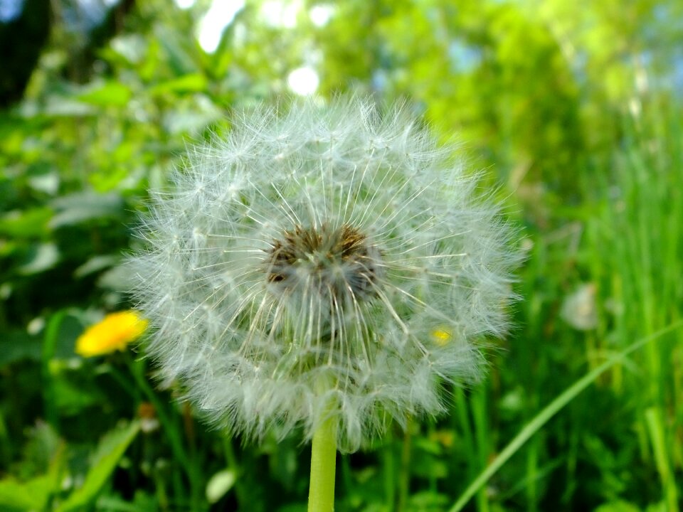 Plant summer grass