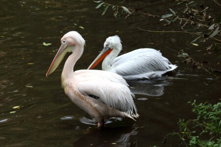 Nature beak pelican