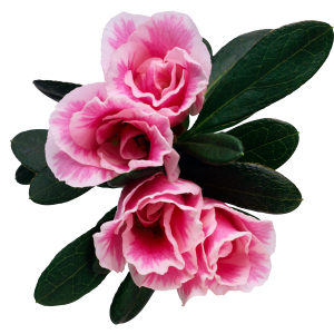 Rosebush petal plant photo
