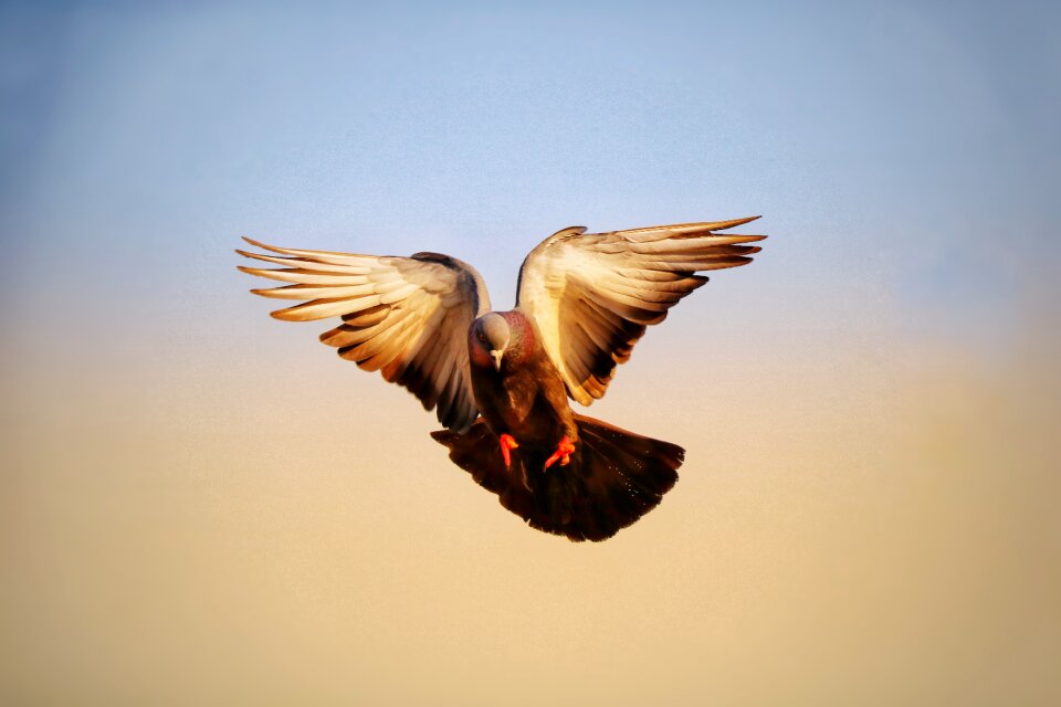 Fly wildlife nature