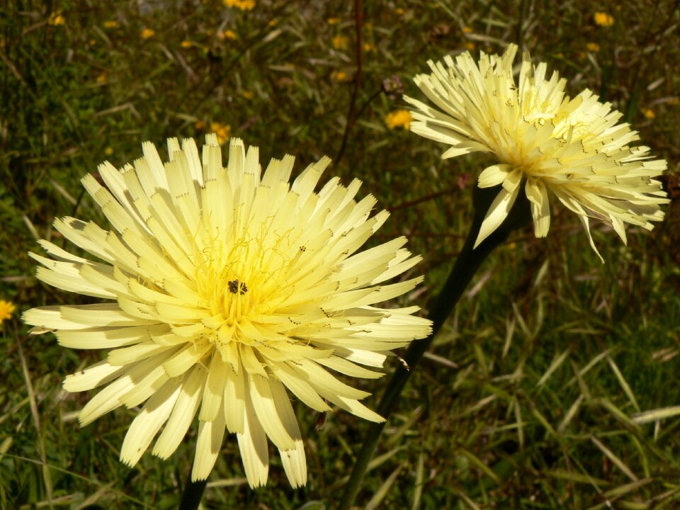 Summer petal blooming