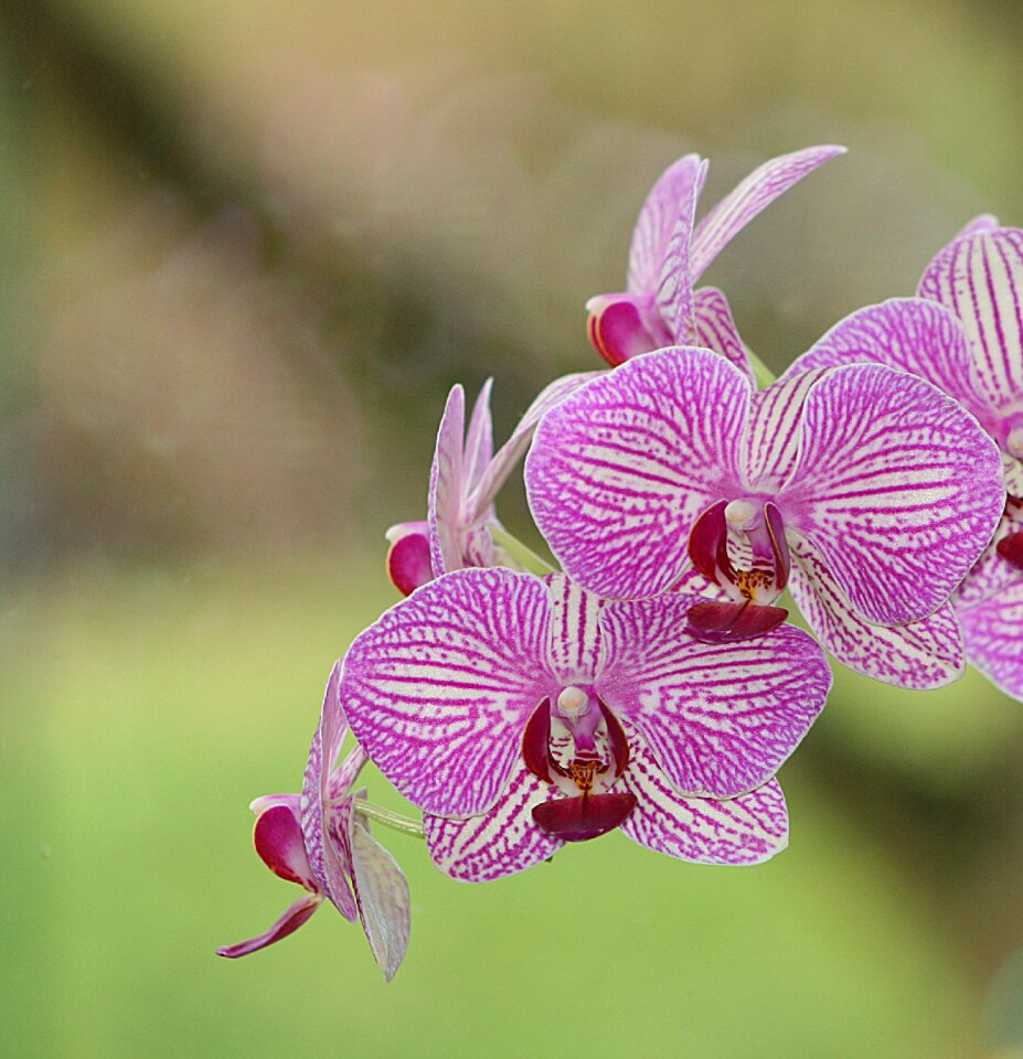 Nature phalaenopsis orchid