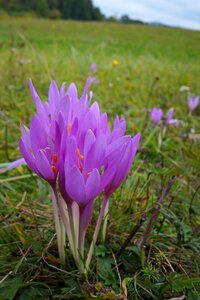 Plant outdoors autumn crocus