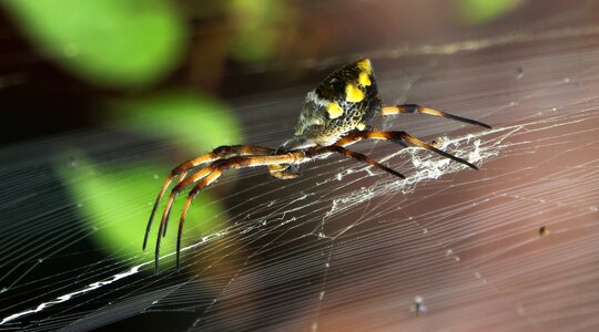 Wild life spider armenia