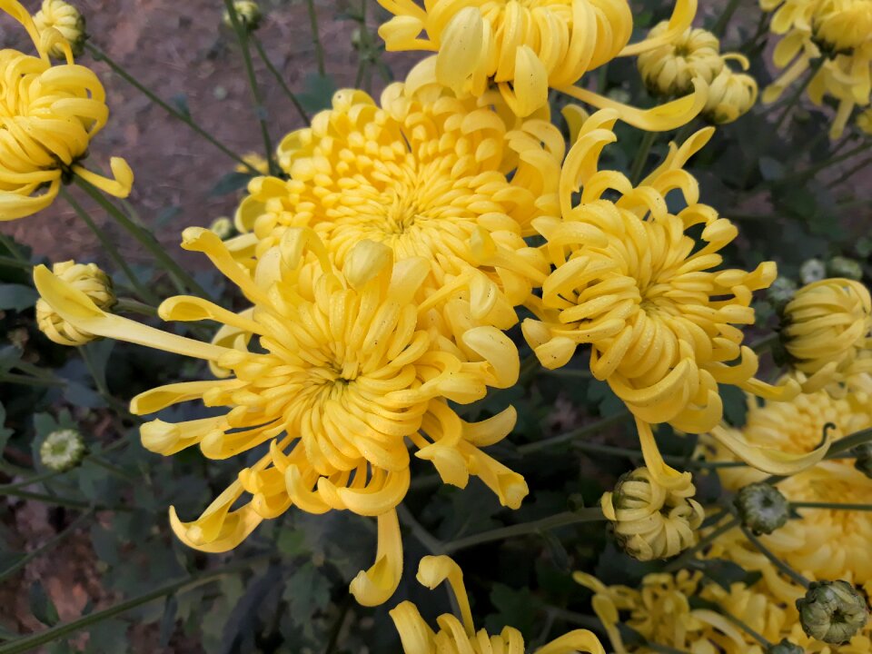Garden floral outdoors