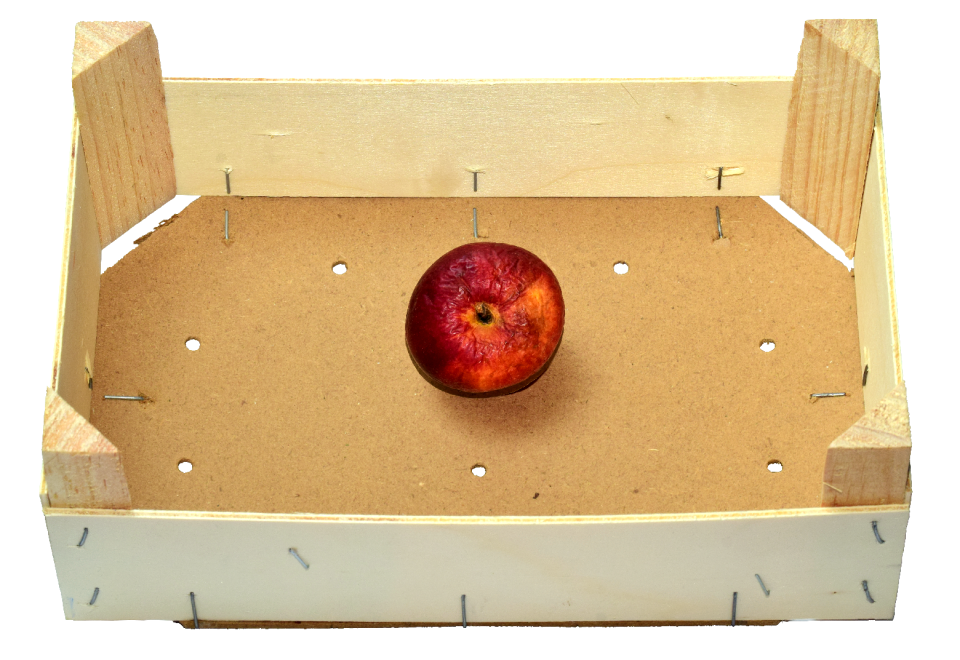 Thong last the last apple