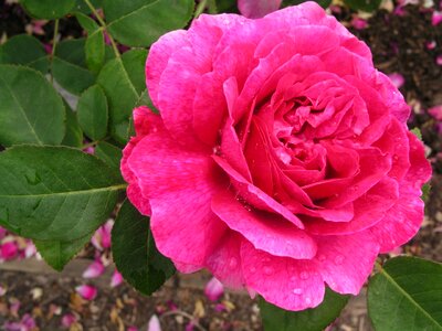 Petal rose floral