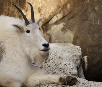 Nature animal mountain goat photo
