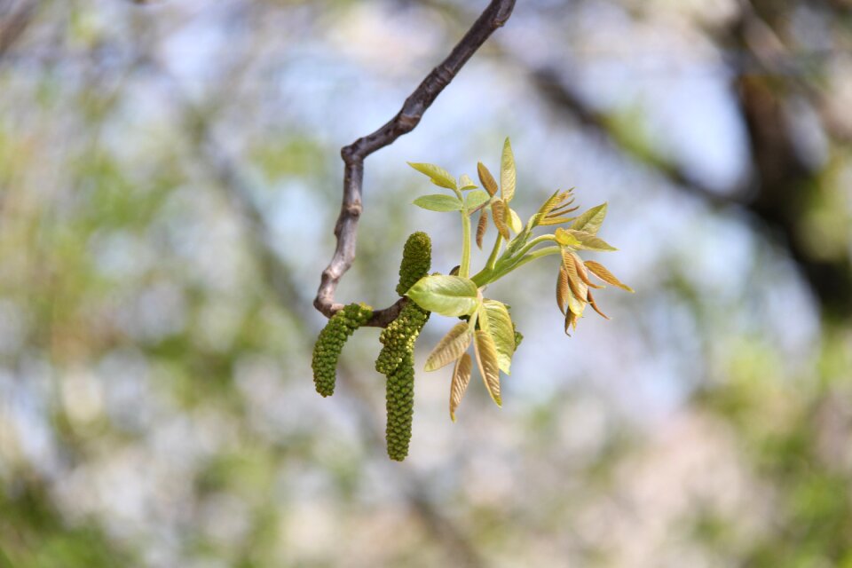 Bud spring walnut