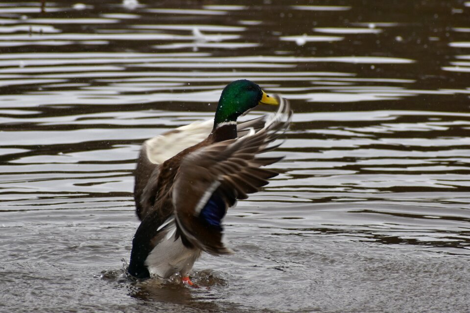 Bird wild birds waterfowl