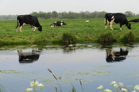 Farm cows grass photo