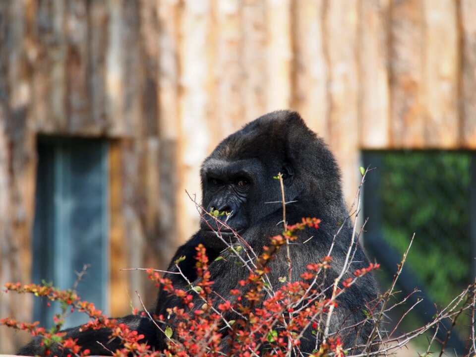 Animal nature monkey