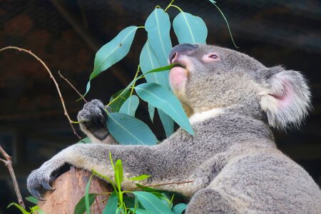 Wild mammal zoo