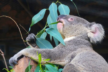 Wild mammal zoo photo