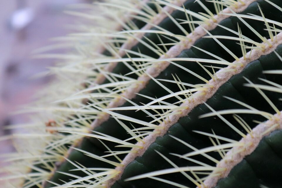 Pointed nature thorn