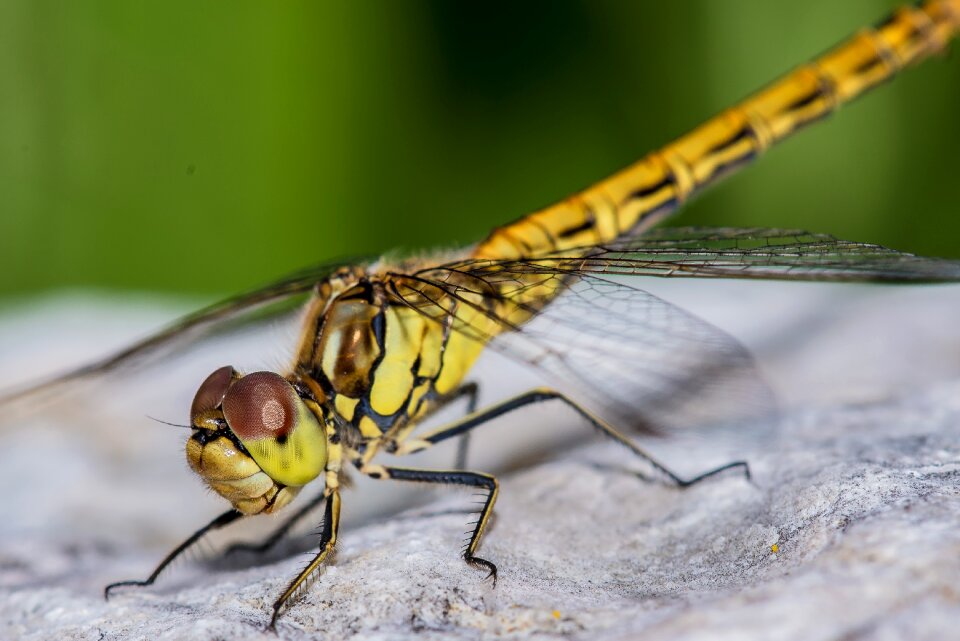 Wing fly stone