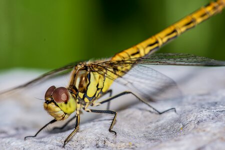 Wing fly stone