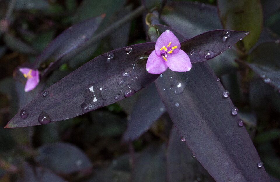 Garden plant flowering