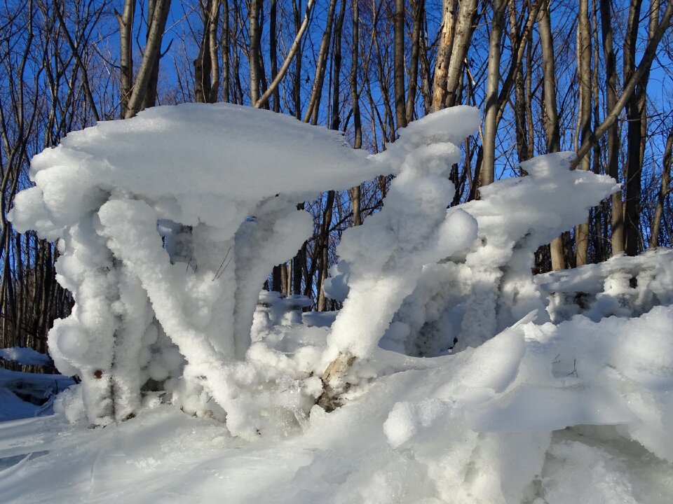 Snow forest trees