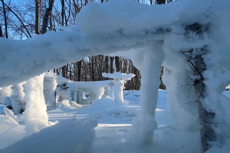 Snow forest trees photo