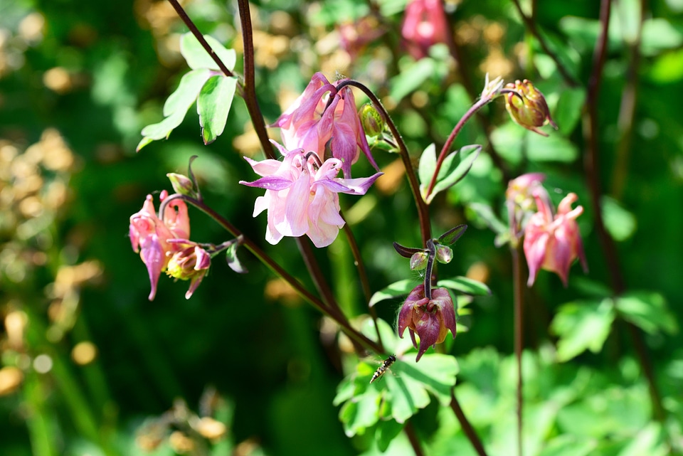 Delicate pink floating
