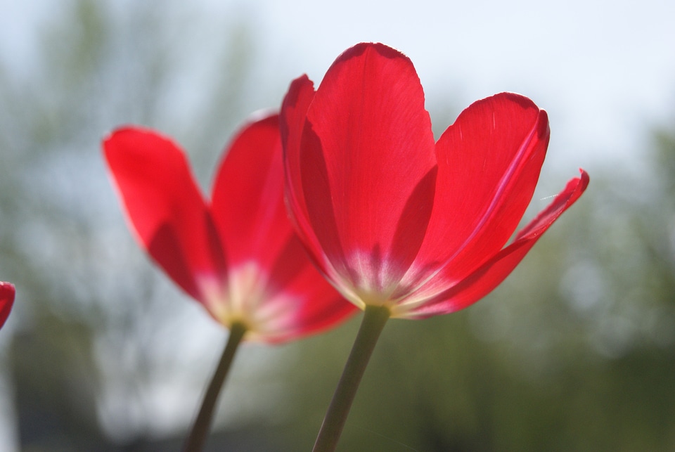 Petals blossoms blooms