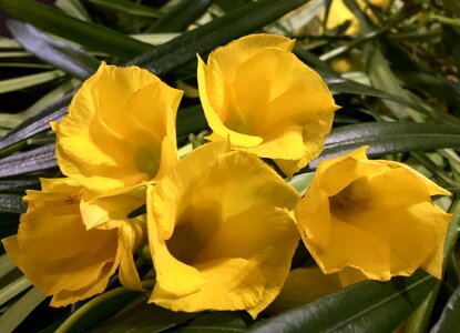 Yellow flower petals nature