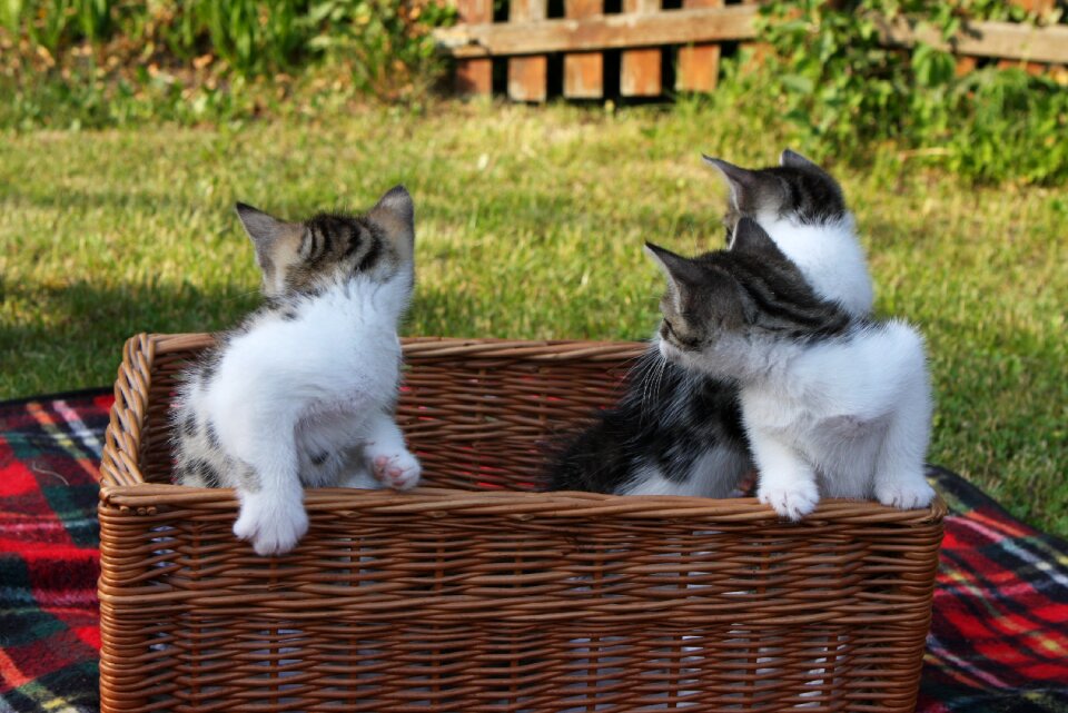 Domestic cat adorable