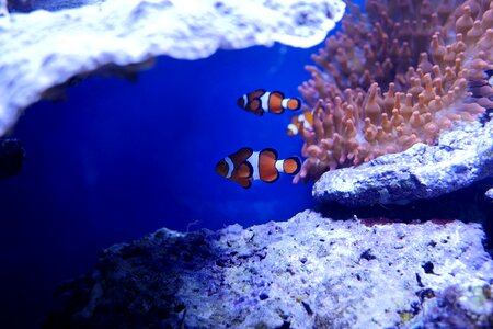 Coral reef clown fish photo