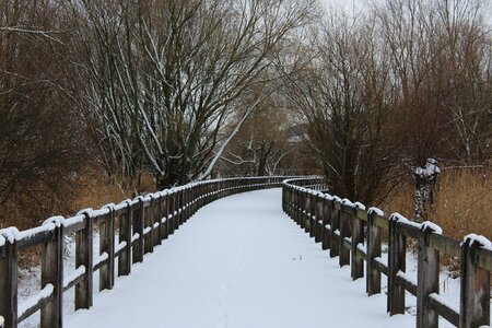 Tree cold bridge