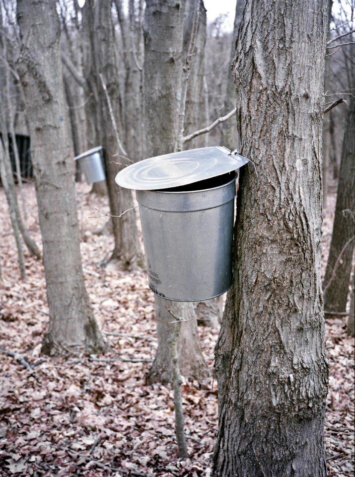 Sugar maple new england woods