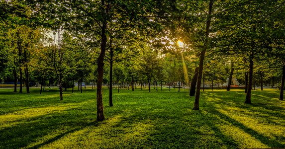 Panoramic sun grass photo